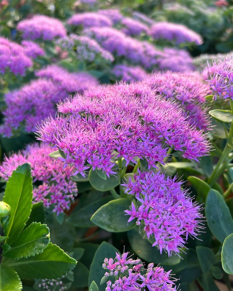 Sedum