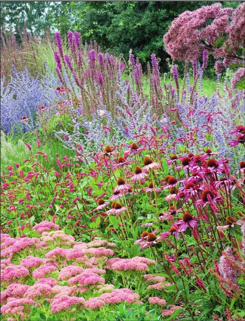 Sedum 'Autumn Joy'