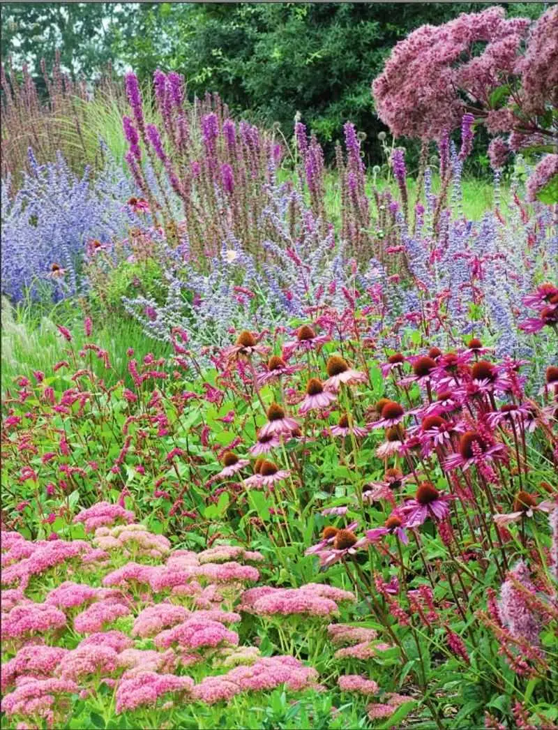 Sedum 'Autumn Joy'