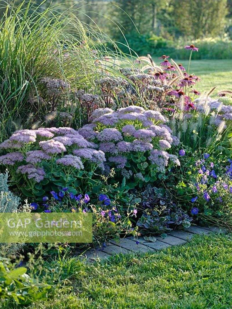 Sedum