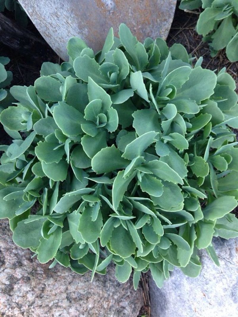 Sedum