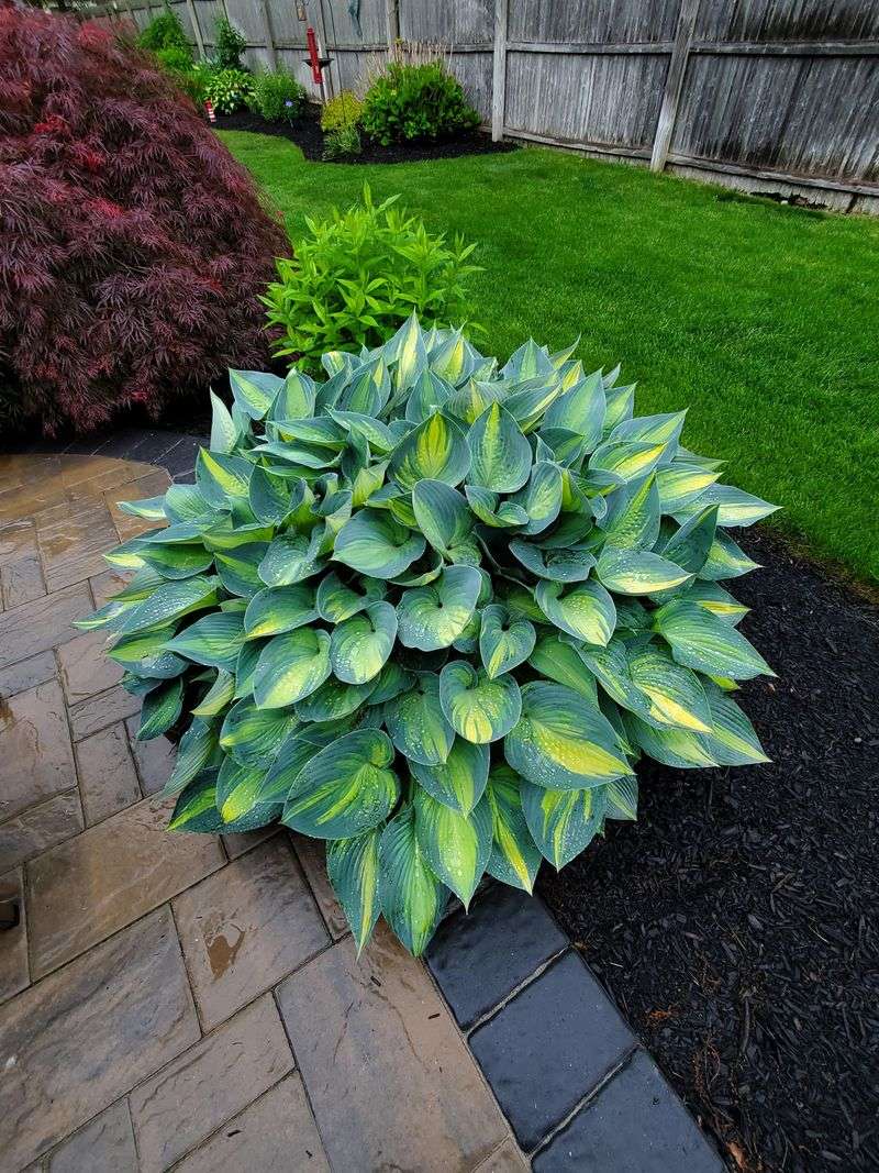 Hostas
