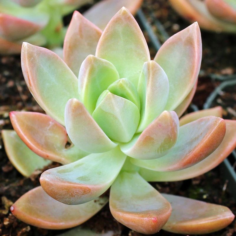 Sedum