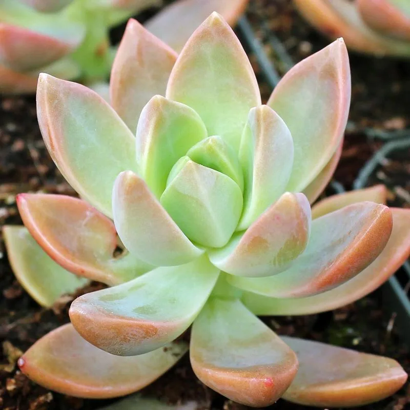 Sedum