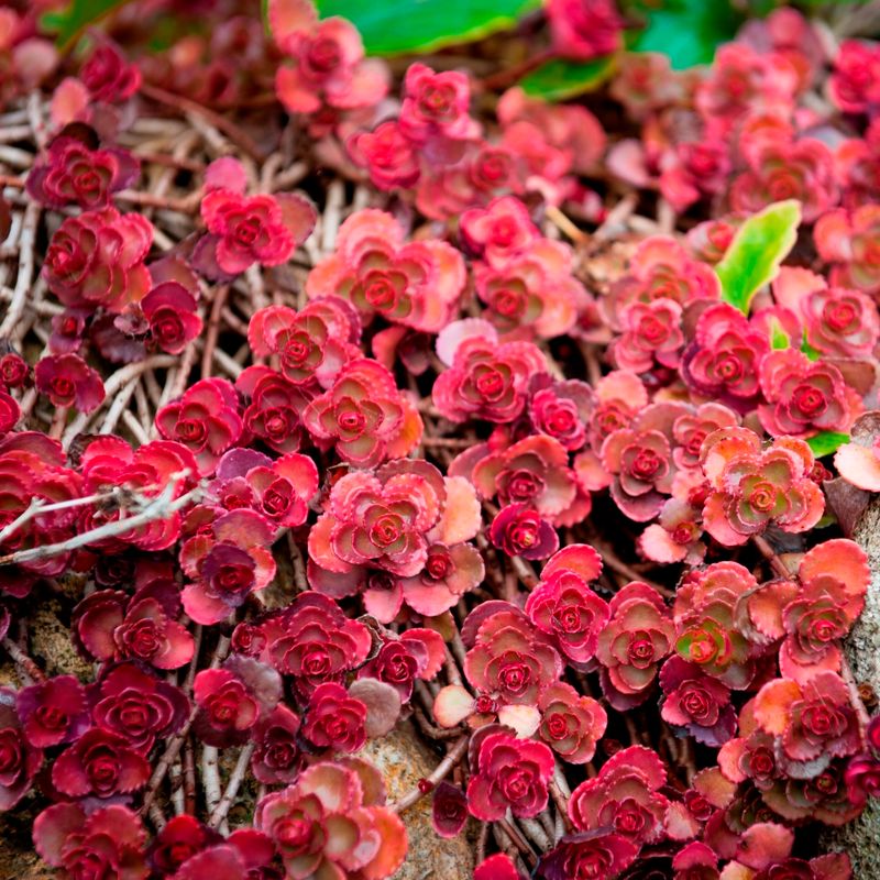 Sedum Spurium (Two-row Stonecrop)