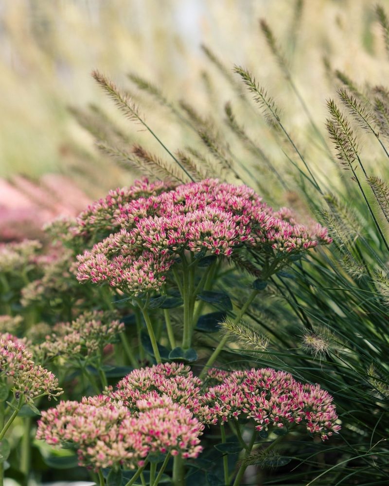 Sedum (Stonecrop)