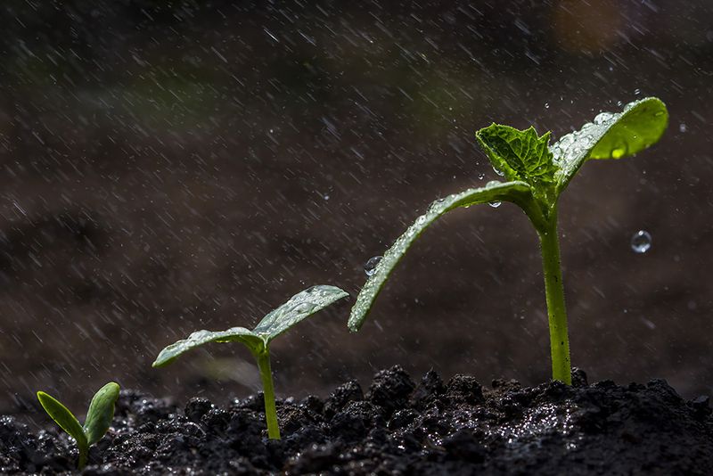 Seed Germination Aid