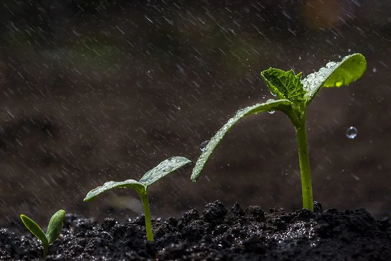 Seed Germination Aid