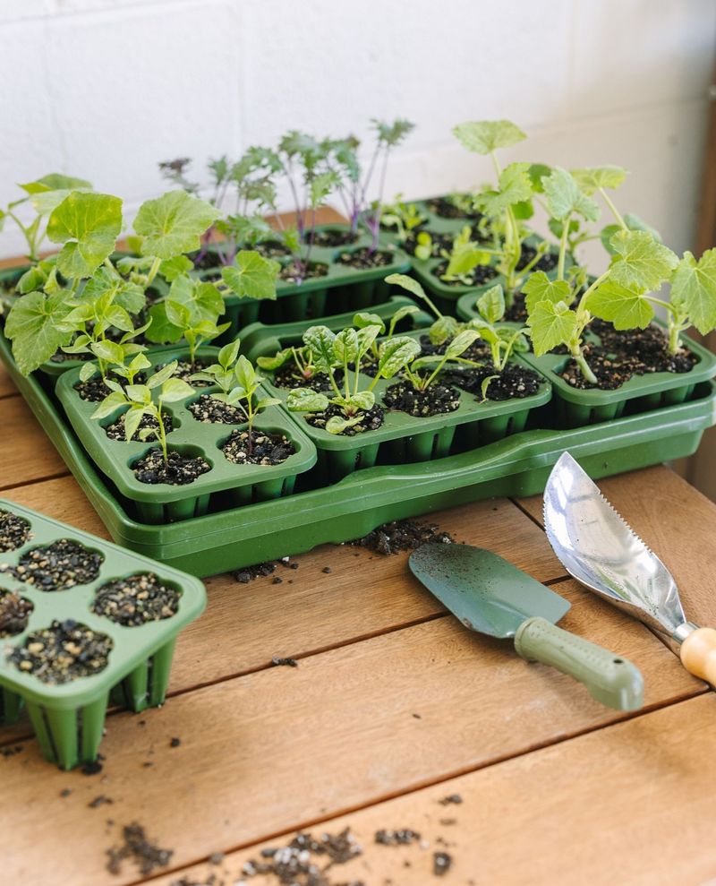 Seed Starter Kit