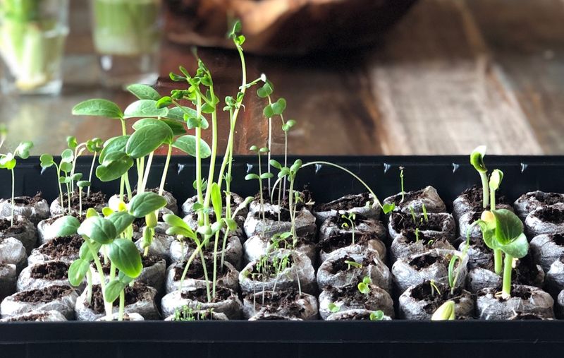 Seed Starting