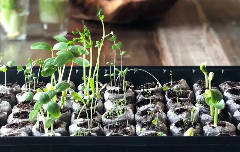 Seed Starting
