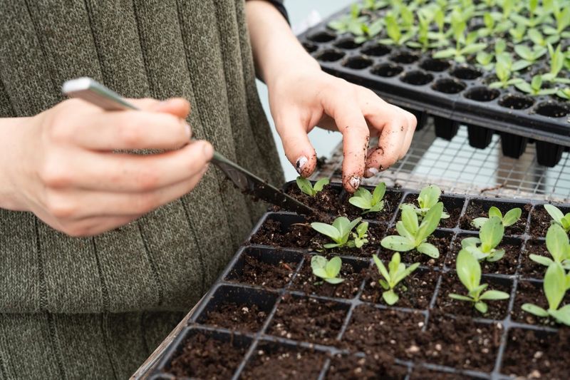 Seedling Struggles