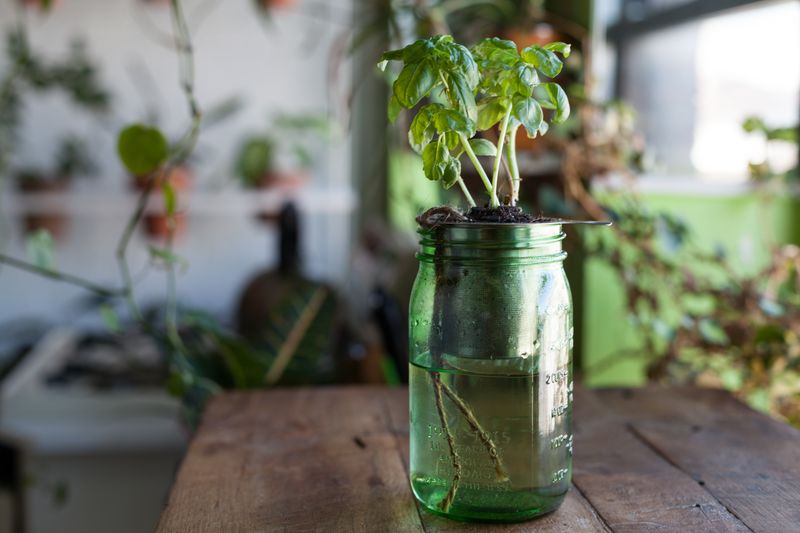 Self-Watering Planters