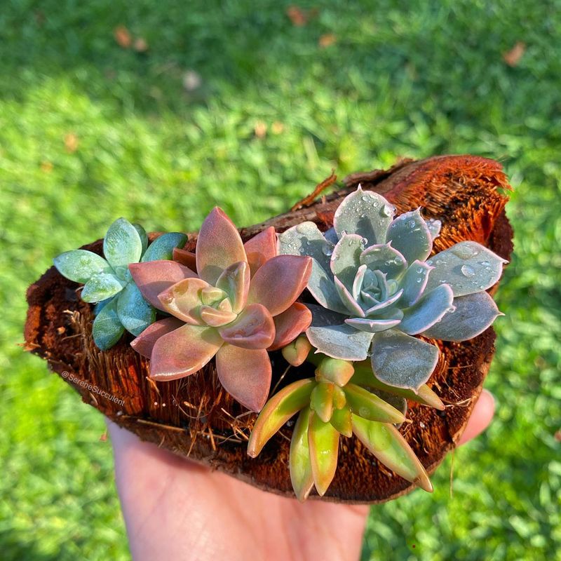 Serene Succulent