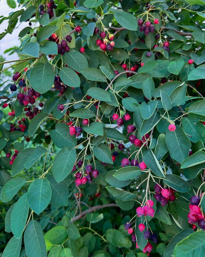 Serviceberries