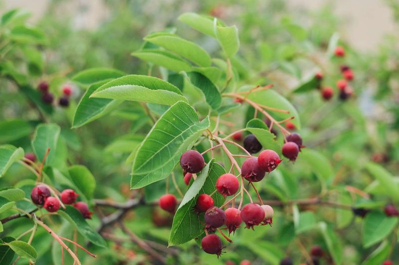 Serviceberry Tree