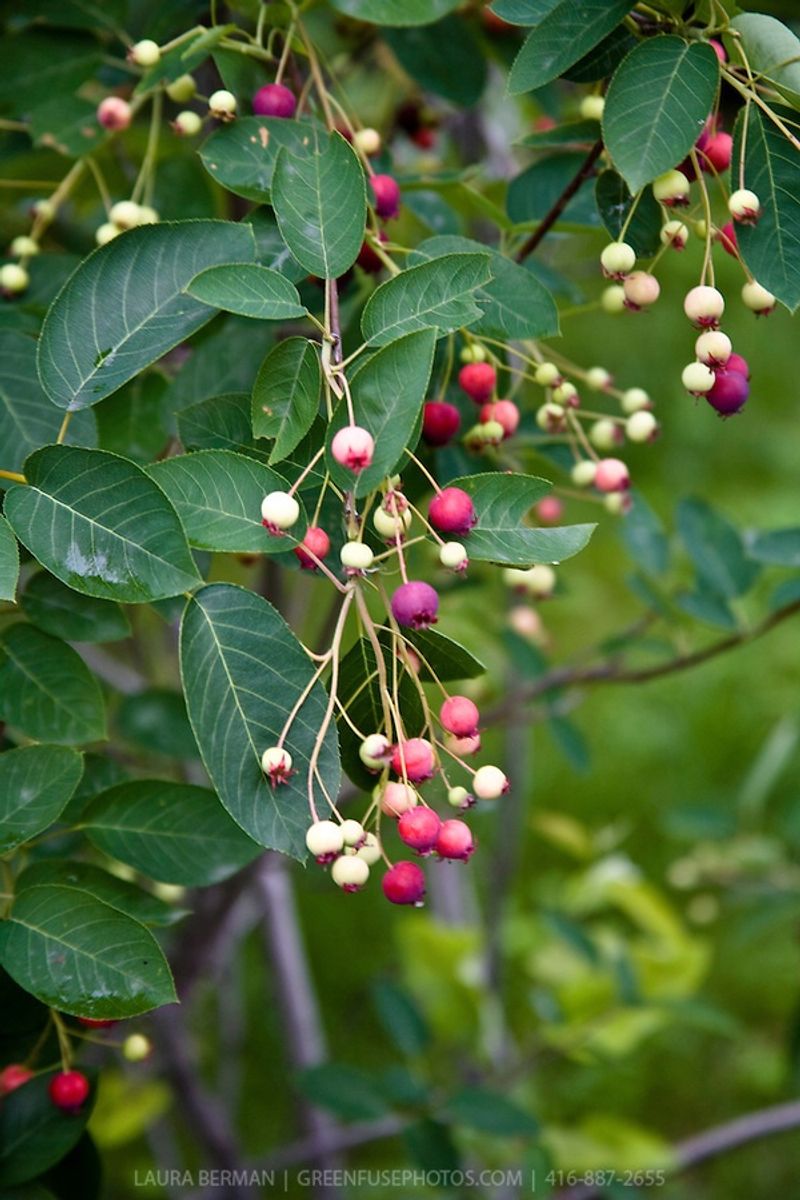Serviceberry