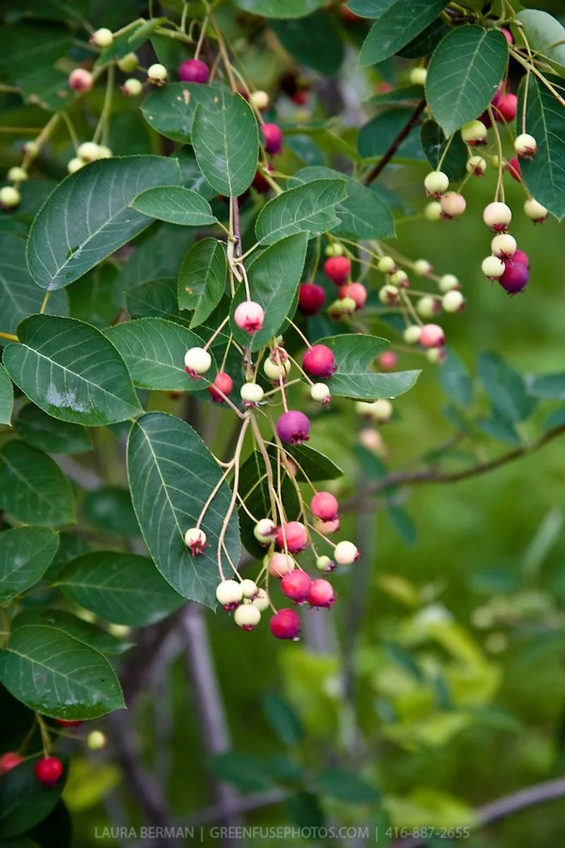 Serviceberry