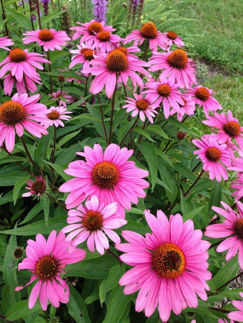 Shasta Daisy