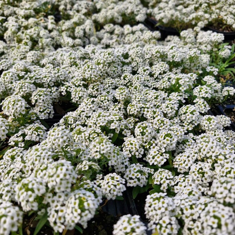 Alyssum