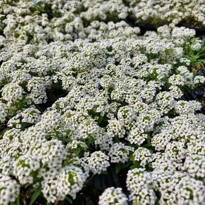 Alyssum