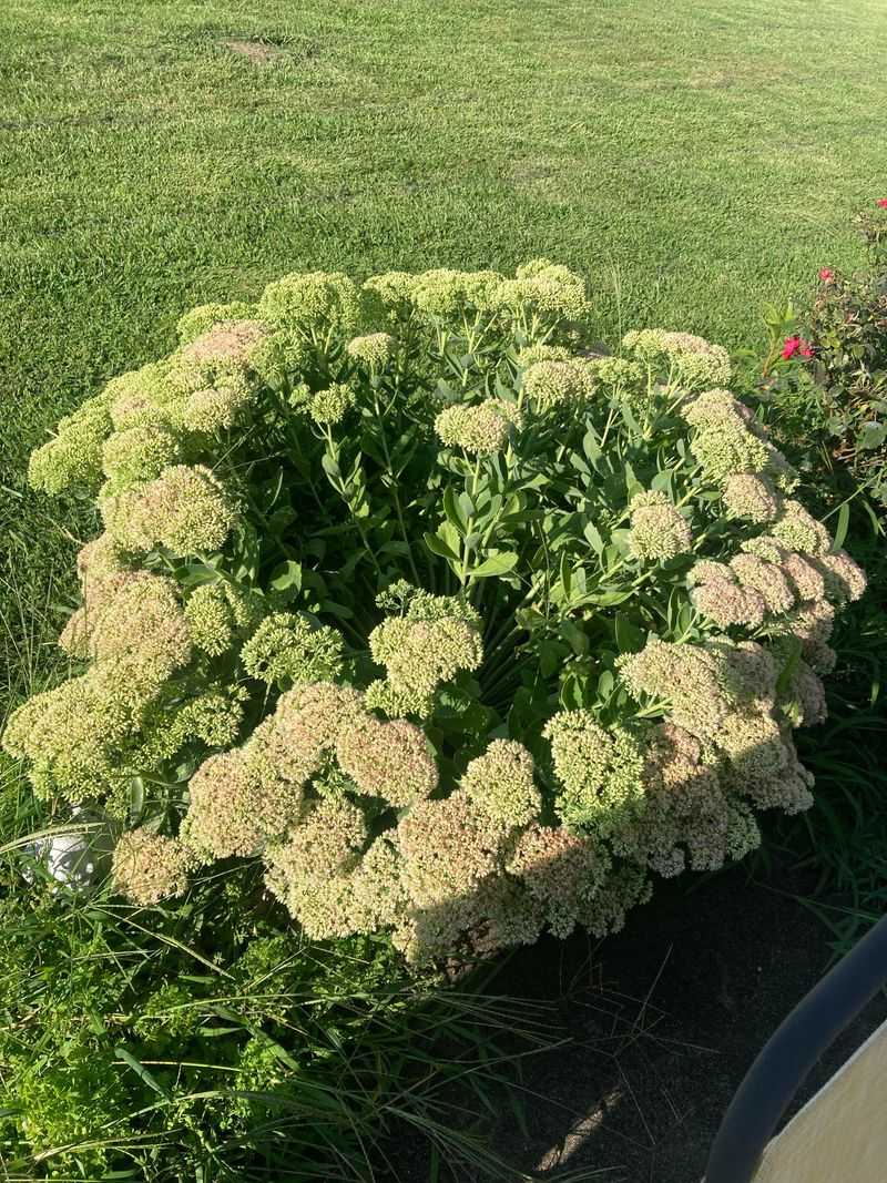 Sedum ‘Autumn Joy’