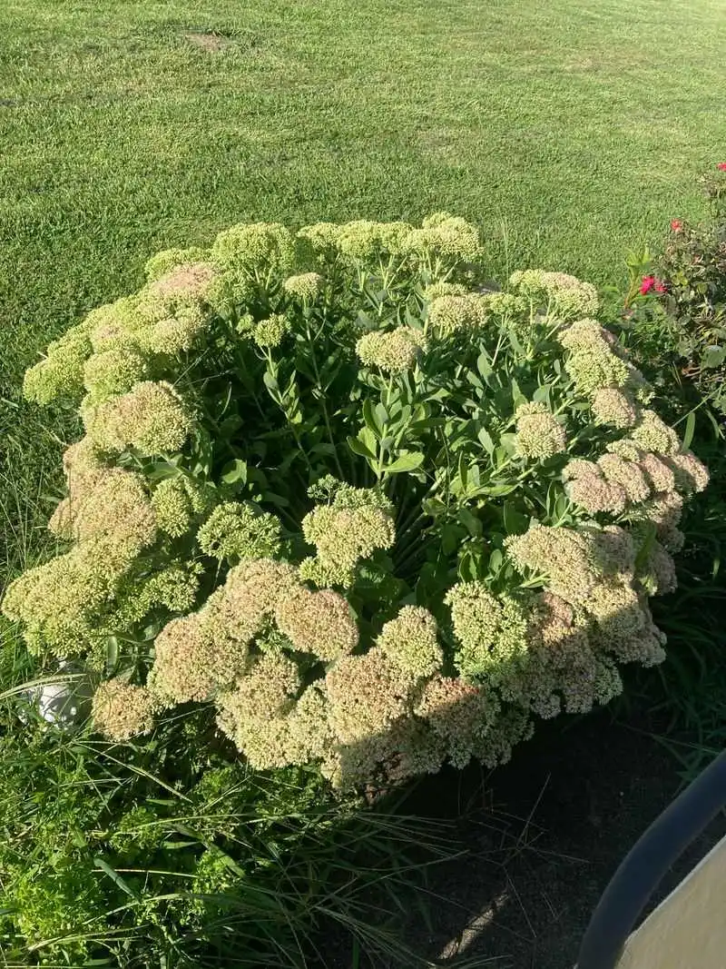 Sedum ‘Autumn Joy’