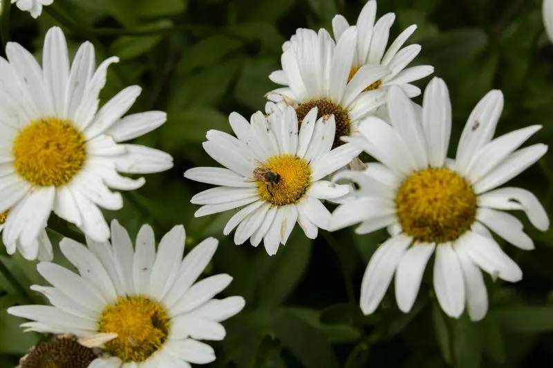 Shasta Daisy