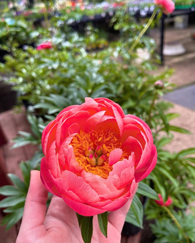 Shirley Temple Peony