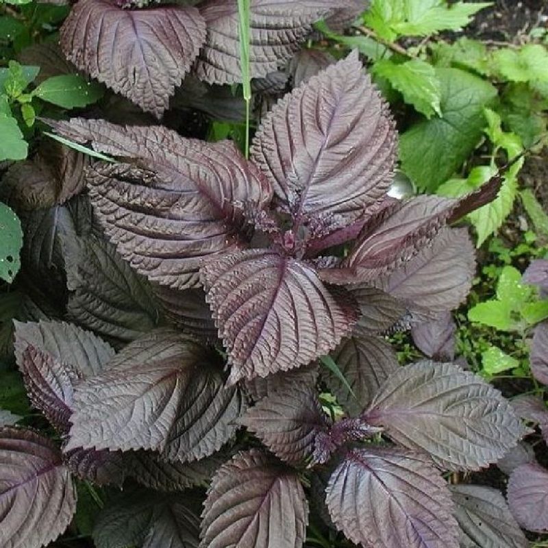 Shiso (Perilla)