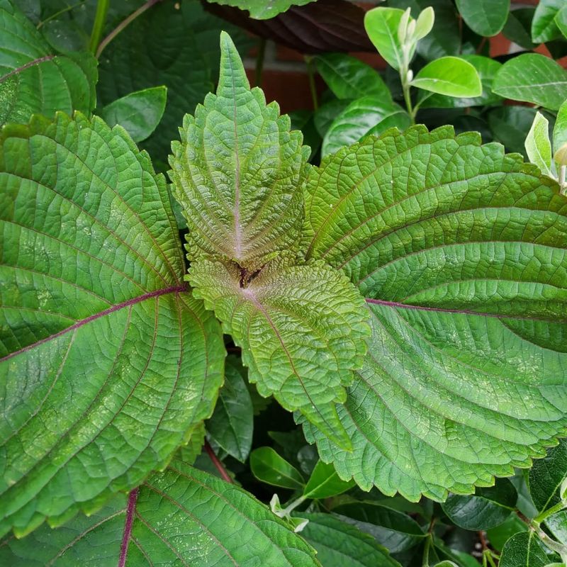 Shiso