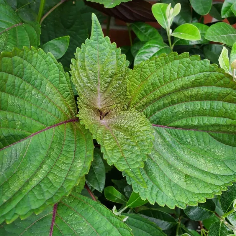Shiso
