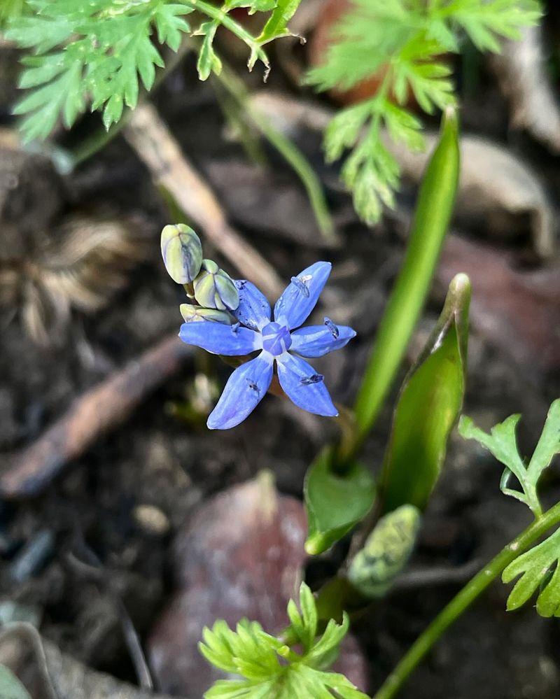 Siberian Squill