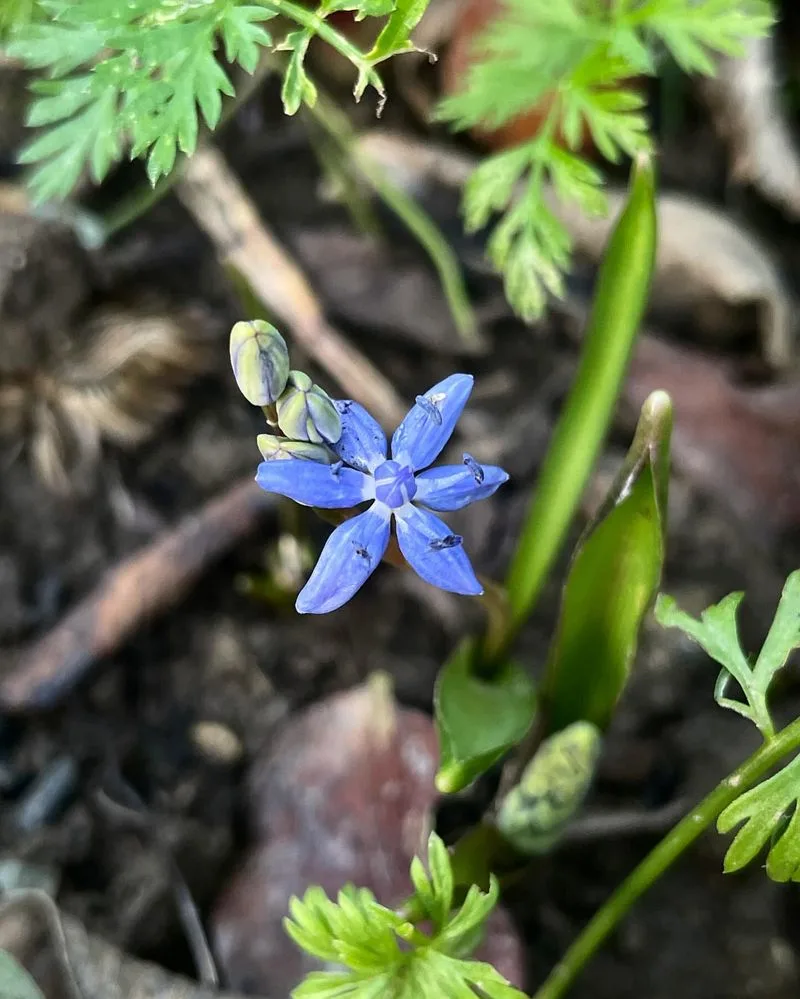 Siberian Squill