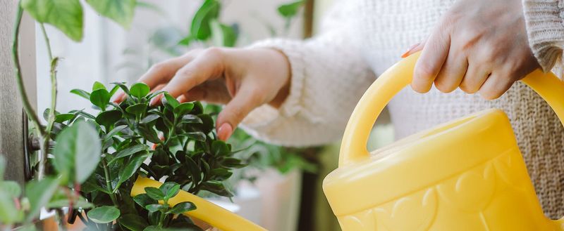 Signs of Healthy Watering