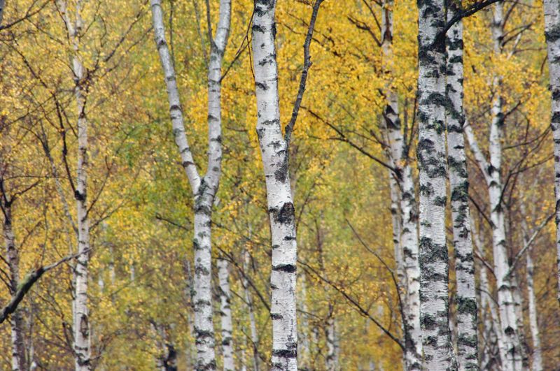 Silver Birch