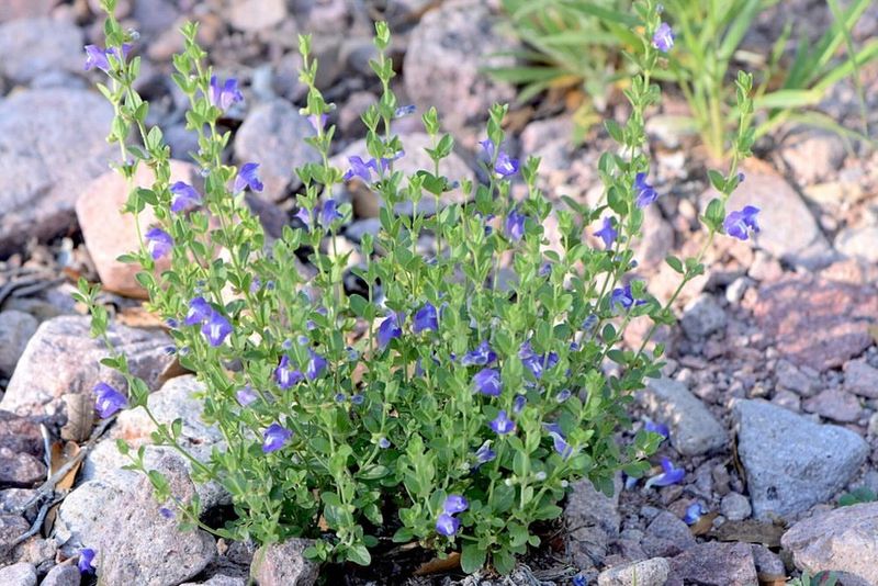 Skullcap