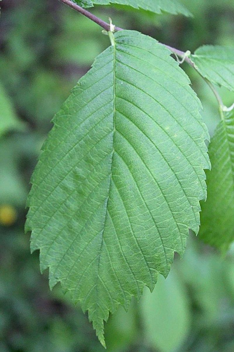 Slippery Elm