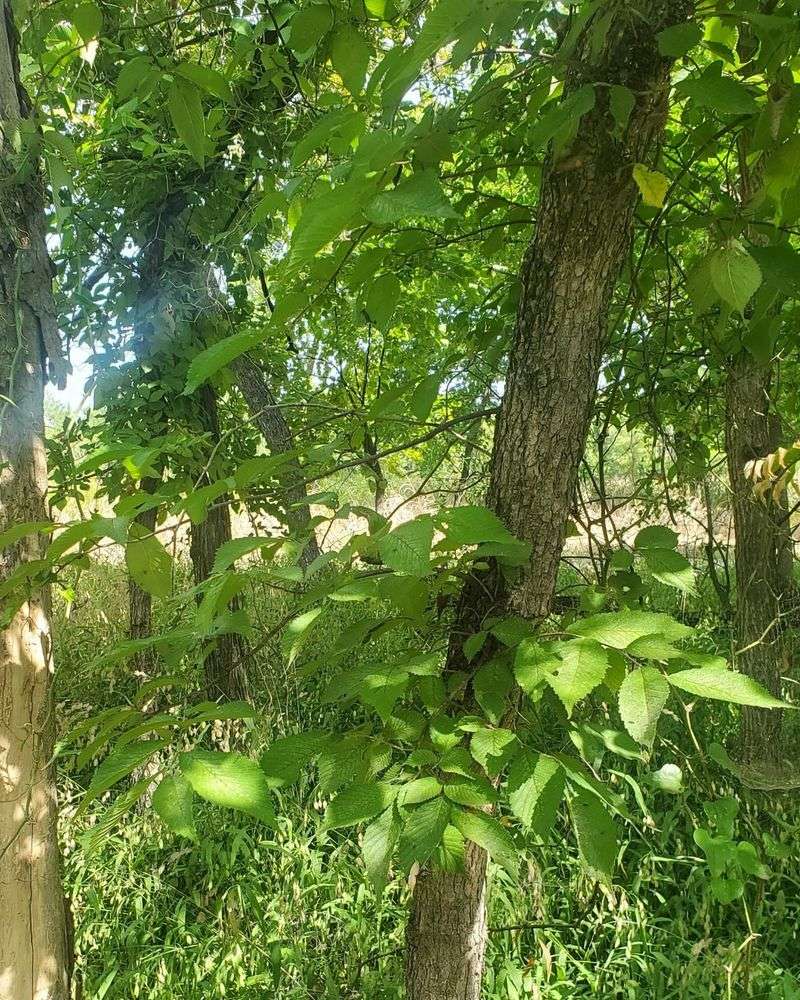 Slippery Elm