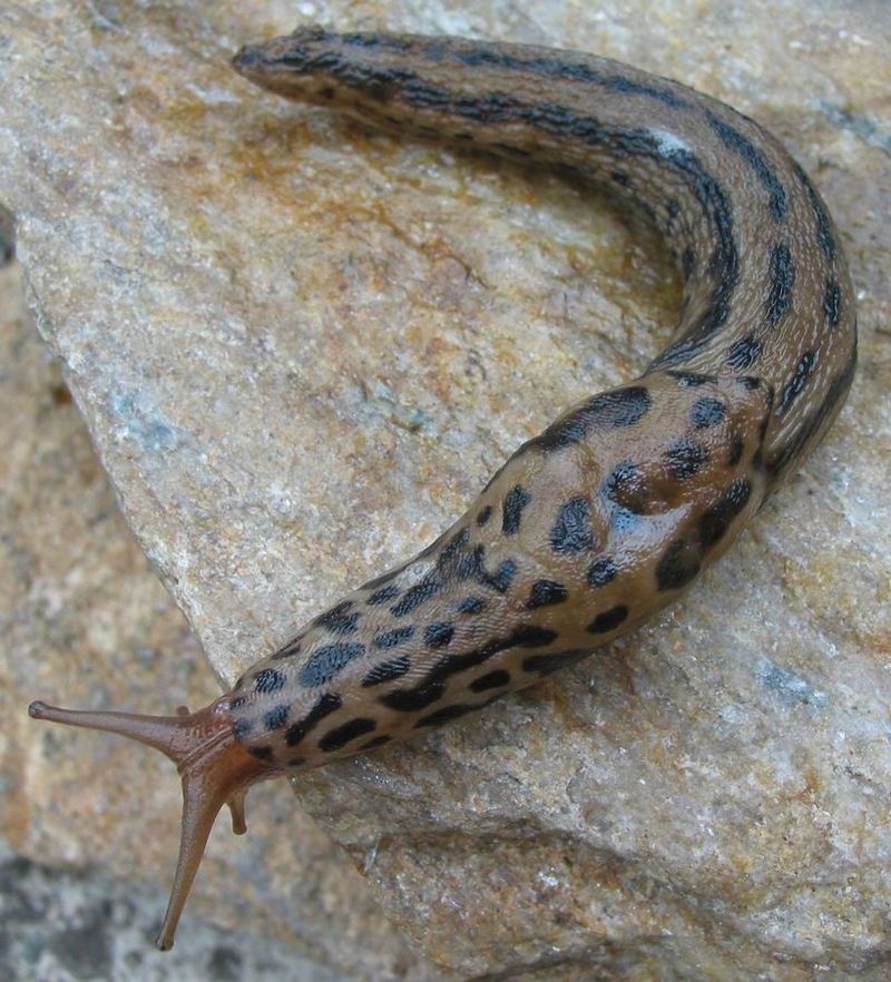 Slugs