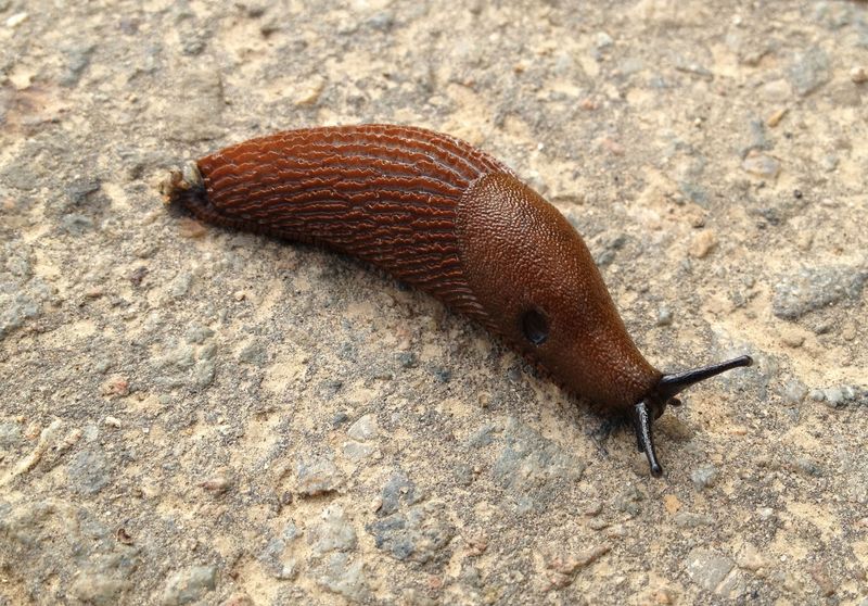 Slugs