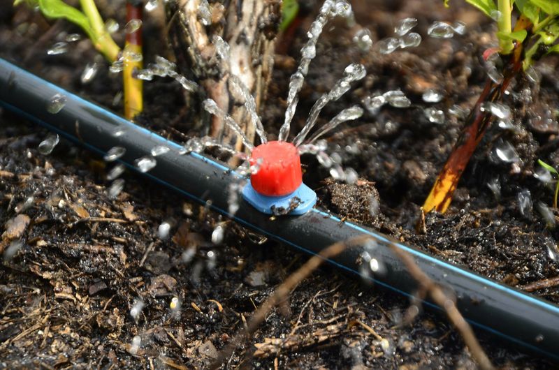 Smart Watering Techniques