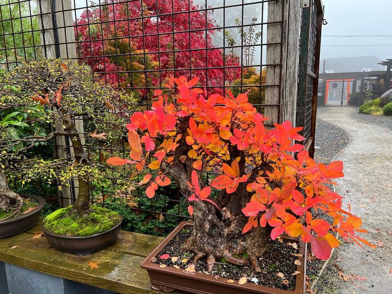 Smoke Bush (Cotinus coggygria)
