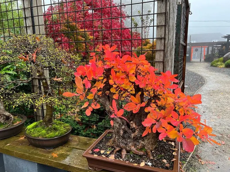 Smoke Bush (Cotinus coggygria)