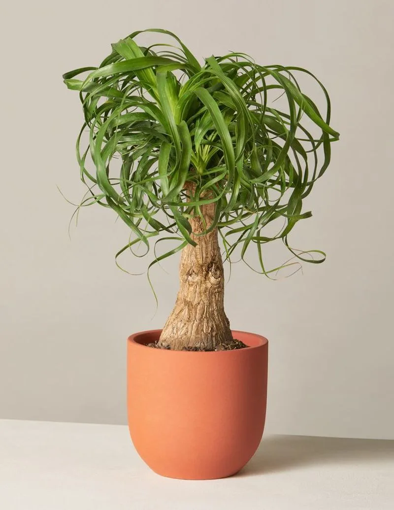 Ponytail Palm