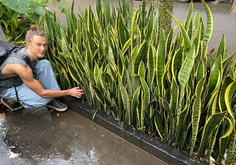 Snake Plant