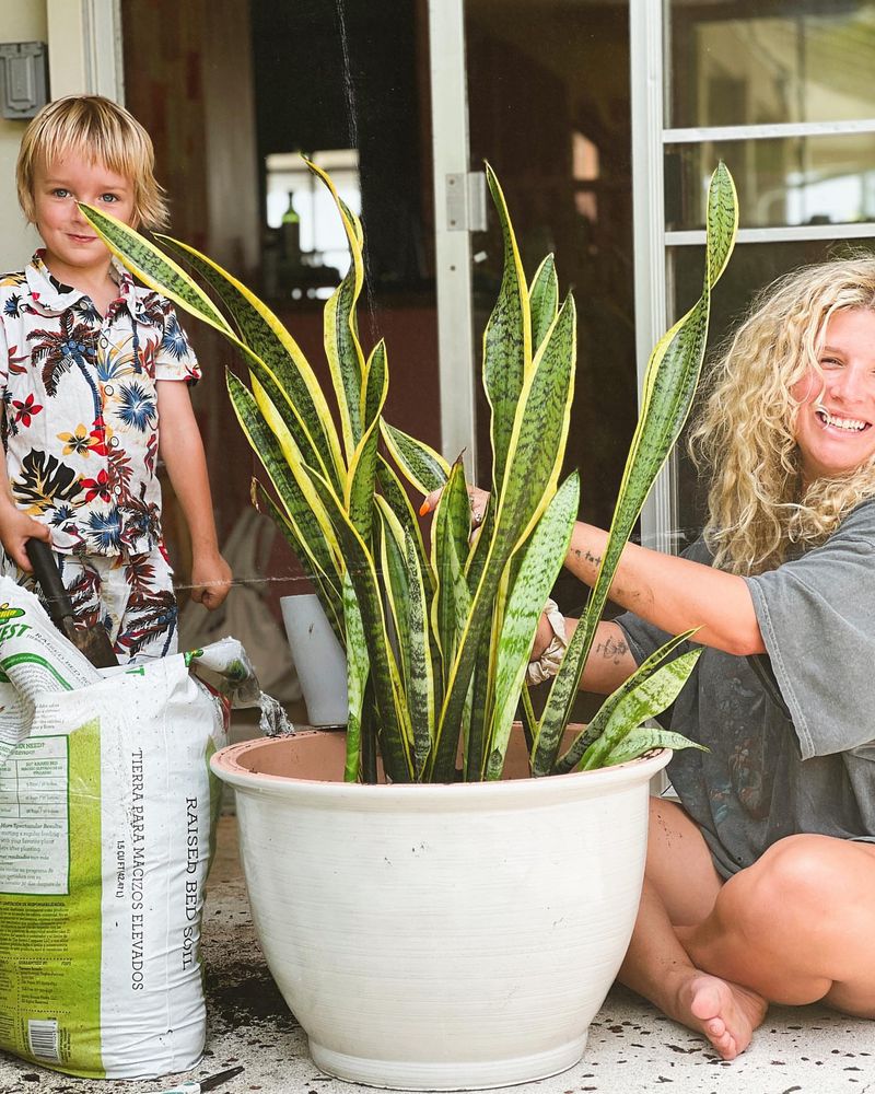 Snake Plant