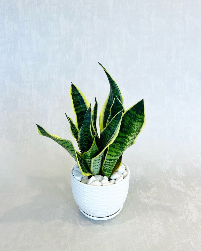 Snake Plant