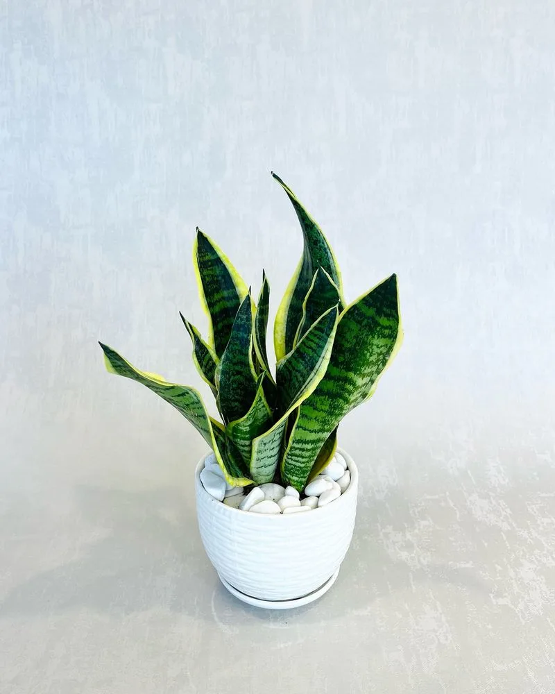 Snake Plant