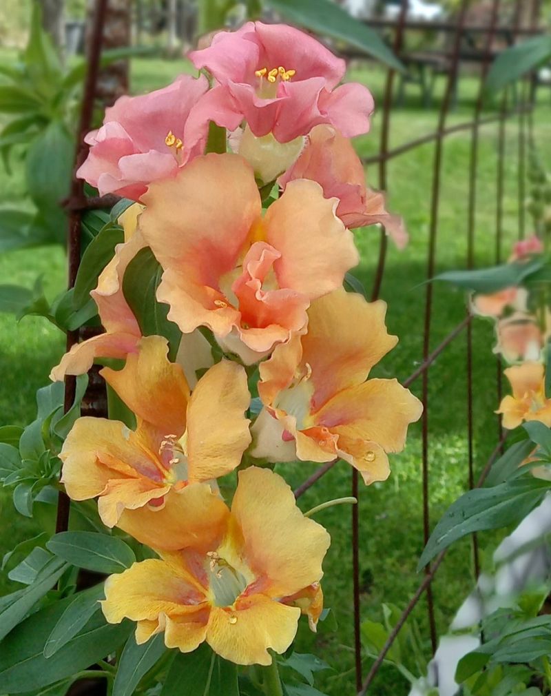 Snapdragon